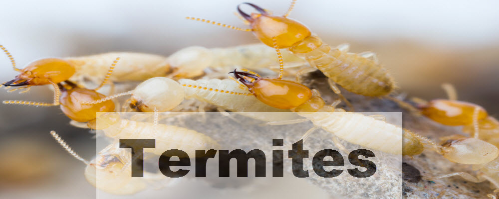 Termites Control Phoenix, Mesa, Arizona - Red Rock Pest Control